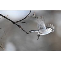 Беззеркальный фотоаппарат Nikon Z6 III Kit 24-120mm f/4 S