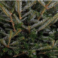 Ель HD Nordic Trees Фразера Датская Премиум (2-2.2 м, срезанная)
