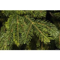 Ель Царь Елка Байкальская 1.5 м