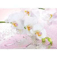 Фотообои Твоя планета Люкс Розовый мираж в Могилеве