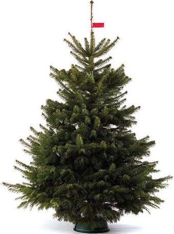 Nordictrees Пихта Нордмана Premium Extra 3 - 3.5 м