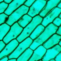 Детский микроскоп Микмед WiFi 2000Х 5.0 28972