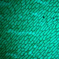 Детский микроскоп Микмед WiFi 2000Х 5.0 28972