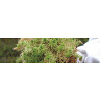 Мох Besgrow Spagmoss