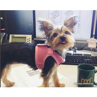 Шлейка-жилетка Puppia Soft Vest PAHA-AH305-PK-M (розовый)