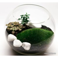 Флорариум Home Garden Шар