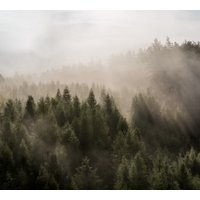 Фотообои Vimala Солнечный лес 5 270x300