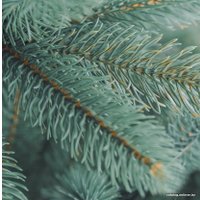 Ель Бифорес Премиум (1.65 м, голубой)