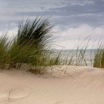 Картина Stamprint Трава 2 SN003 (35x35)