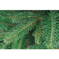 Ель Бифорес Венера микс 1.65 м (темно-зеленый)