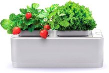 Комнатные растения, флорариумы