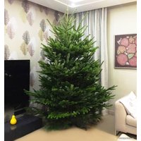 Пихта Danske Planter Нордмана Датская (1.0-1.25 м, в кадке)