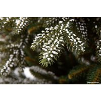 Ель GreenTerra Квебек 2.2 м