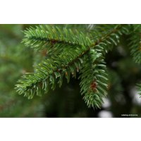 Ель GreenTerra Аляска (светлая) 2.2 м