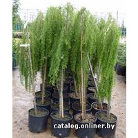  Zabieniec Лиственница европейская Pendula с3/5 130-180