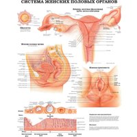 Энциклопедия издательства АСТ. Большой атлас анатомии человека (Махиянова Е.) в Бресте