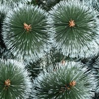 Сосна Erbis Темная с белыми кончиками 150