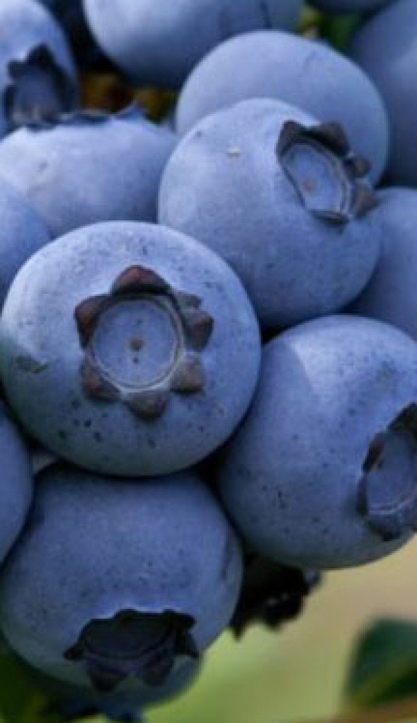 

Салита Голубика Денис Блю (4 года)