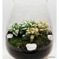 Флорариум Home Garden Бокал М с Фиттонией