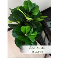 Искусственное растение Merry Bear Home Decor Фикус Лировидный A600090