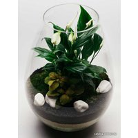 Флорариум Home Garden Капля Женское счастье
