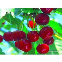  Новатор Сад Вишня Живица [305]