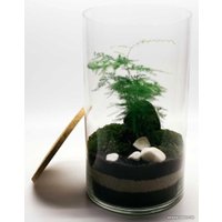 Флорариум Home Garden Цилиндр Папортник Аспарагус