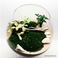 Флорариум Home Garden Бокал Большой с Фикусом и Фиттонией
