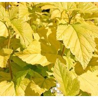  Красный клен Пузыреплодник калинолистный Dart's Gold (40-60см) в Лиде