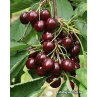  Долина Растений Вишня Шоколадница