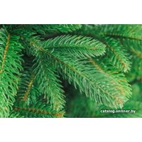 Ель Бифорес Дриада Микс (1.3 м, светло-зеленый)