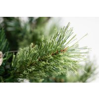 Ель Winter Fun Light ML-0066-004 (300см)