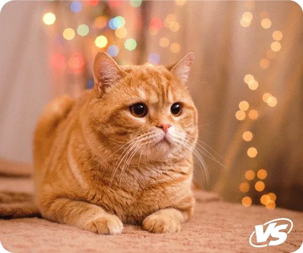 

Коврик для мыши VS Cat VS_B4652