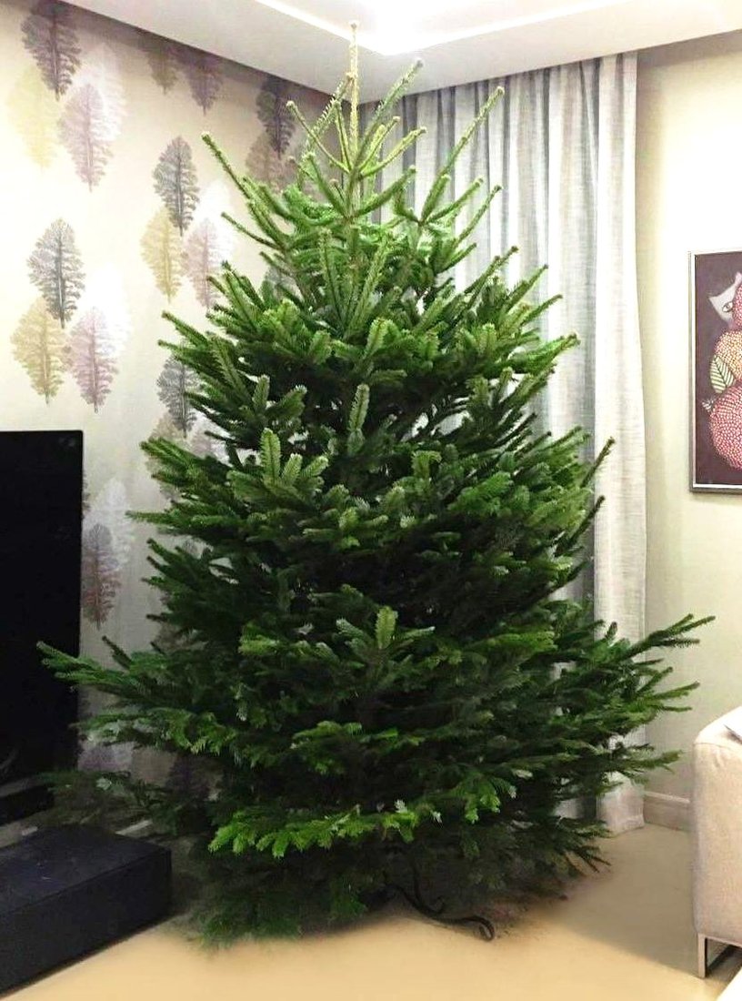 

Ель HD Nordic Trees Nordmann Датская Премиум (2.5-3.0 м, срезанная)