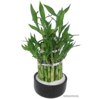 Комнатное растение Batouwe Boomkwekerij Драцена Сандера [98836]