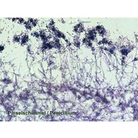 Набор микропрепаратов Bresser 74560 (25шт, в кейсе) в Витебске