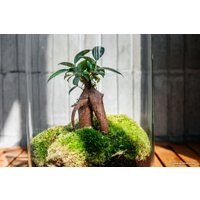 Флорариум Home Garden Цилиндр Фикус Гинсенг