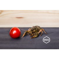 Rakivminske Раки живые S (20-40 г)
