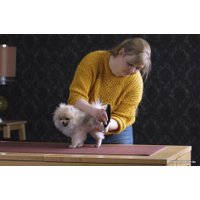 Машинка для стрижки  Moser Prima 1586-0064