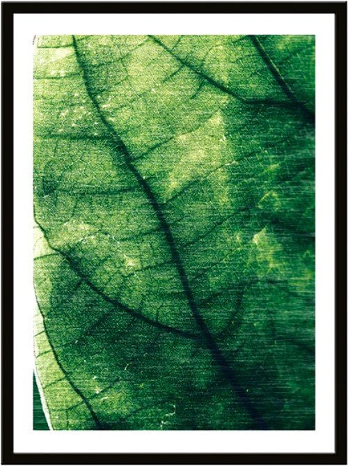 

Картина Miram Растения. Прожилки макро 230402602 (30x40)