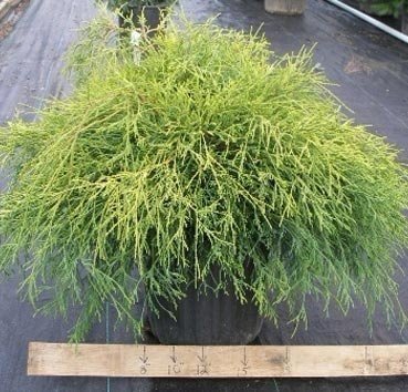 

Красный клен Кипарисовик горохоплодный Sungold (15-20 см)