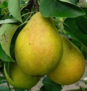 Долина Растений Груша Большая Летняя