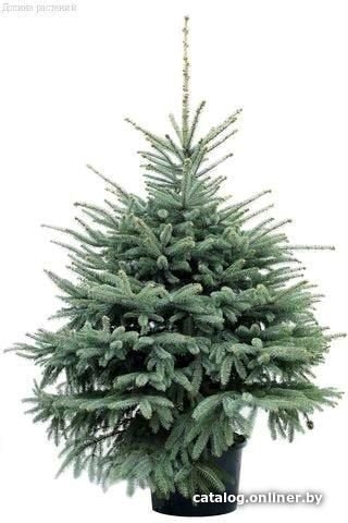 Ель Danske Planter Голубая Датская (0.8-1.0 м, в кадке)