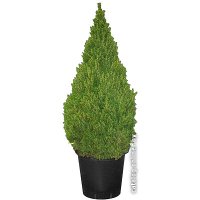 Ель канадская Ель Канадская (picea conica) в горшке 60 - 80 см