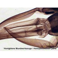 Набор микропрепаратов Bresser 74560 (25шт, в кейсе) в Витебске
