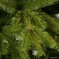 Ель Erbis Swierk PE Gesty Lux 2.2 м