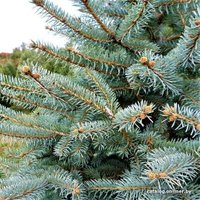 Ель Danske Planter Голубая Датская (2.0-2.5 м, срезанная)