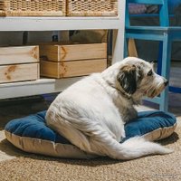 Лежак Ferplast Prince 55 (синий/бежевый)