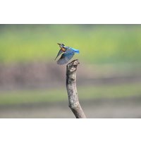 Беззеркальный фотоаппарат Nikon Z6 III Kit 24-120mm f/4 S