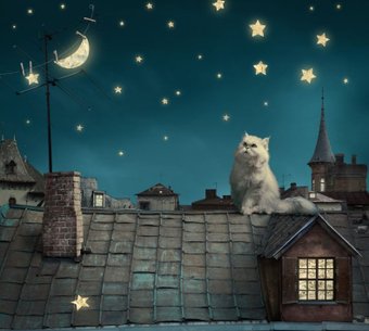 Фотообои ФабрикаФресок Кот на крыше 473270 (300x270)